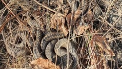«Штук семь насчитала»: жительница Сахалина обнаружила клубок змей