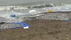 Тонны ненужной мойвы выбросили на побережье Сахалина