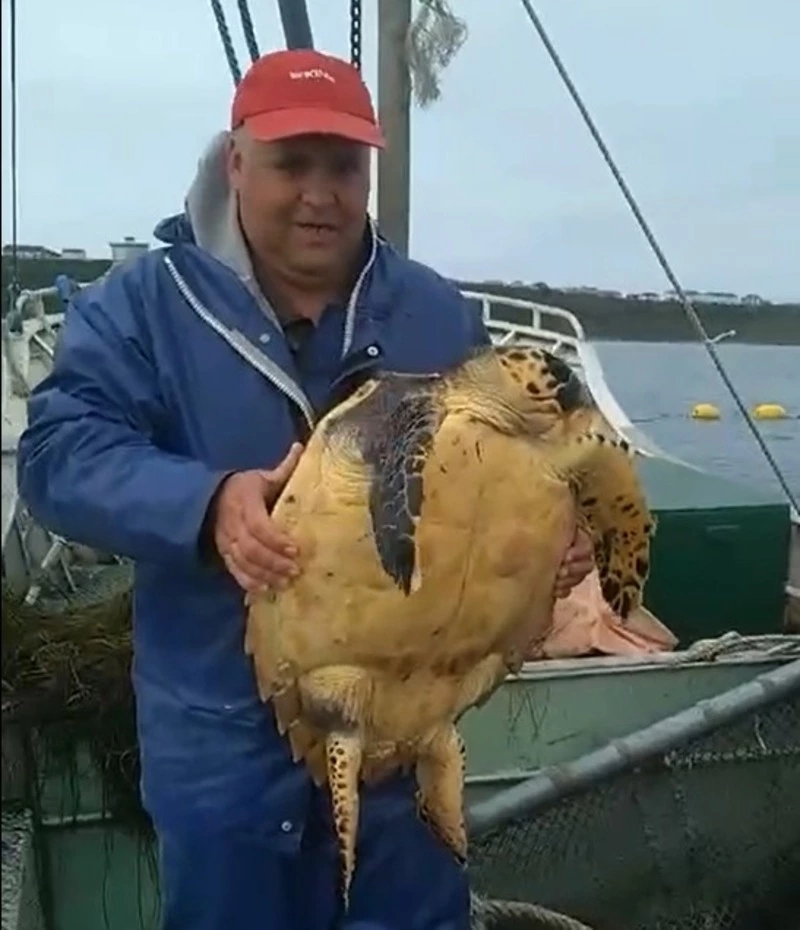 В сети рыбаков попалась тропическая черепаха на Кунашире