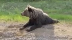 Сахалинцев удивил медведь, показывающий людям дорогу — ВИДЕО