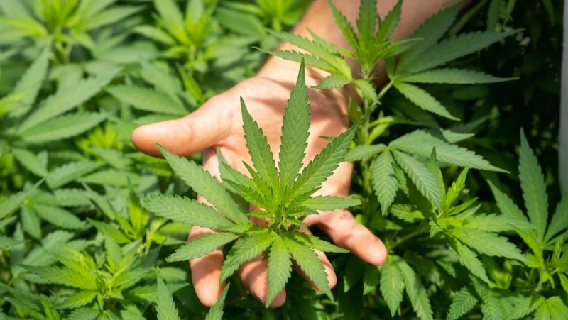 Житель Охинского района вырастил урожай конопли в чужой квартире в 2021 году