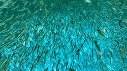 Первых мальков горбуши выпустили в реку Красноярку в текущем году