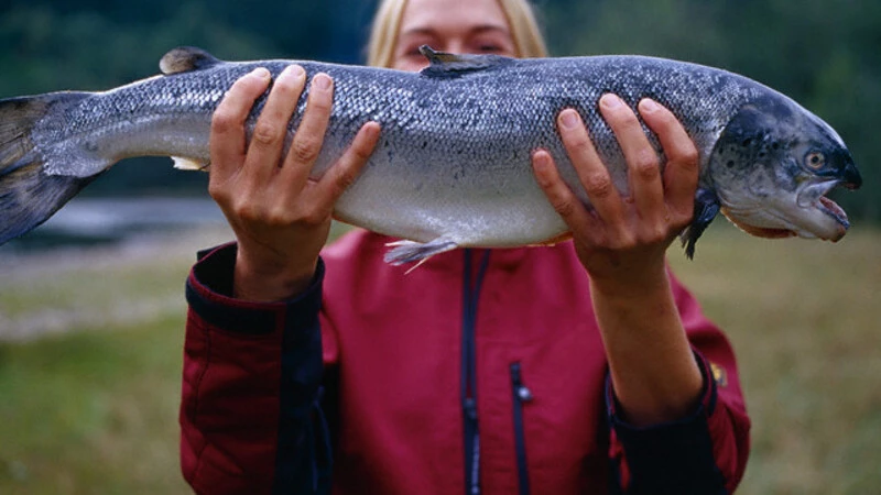 Еще четыре места предоставят рыбакам-любителям для лова горбуши на Сахалине и Курилах