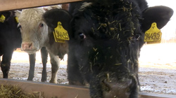 Копытца оближешь: сахалинский совхоз сделал корм для коров еще вкуснее