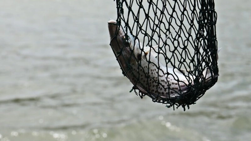 За незаконный вылов кеты осудили двоих мужчин в Долинском районе 