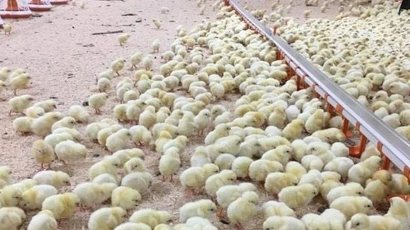 Дополнительный птичник ввели в работу на Сахалине