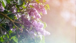 Туманы и тепло спрогнозировали для Сахалина и Курил на 3 июня