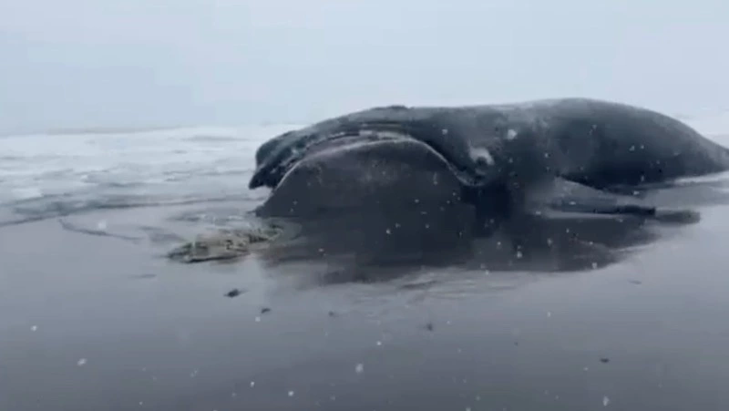 Краснокнижного японского кита выбросило на берег Камчатки