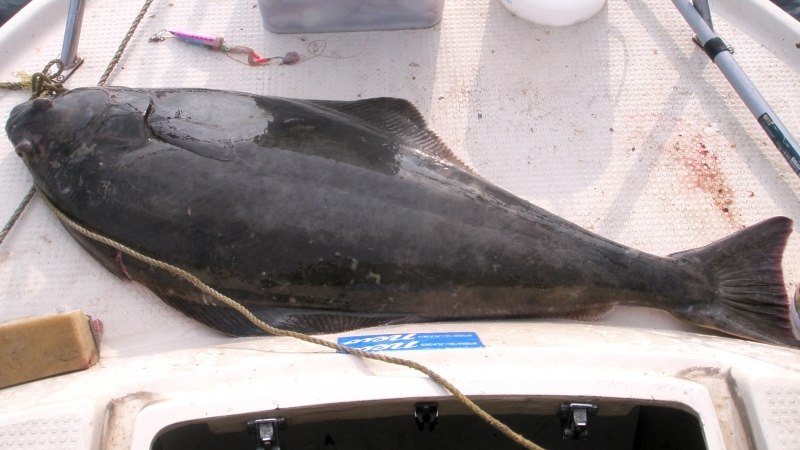 Улов палтуса без документов рыбаки Сахалина доставили в Приморье