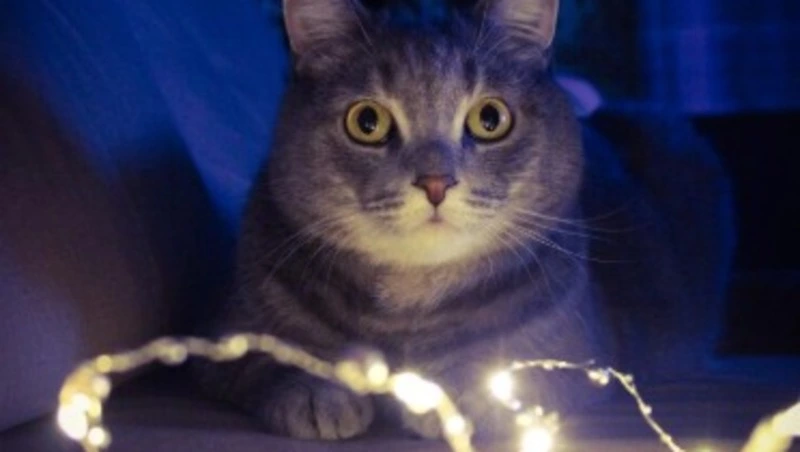 Поселок и планировочный район Южно-Сахалинска останутся без света 1 декабря