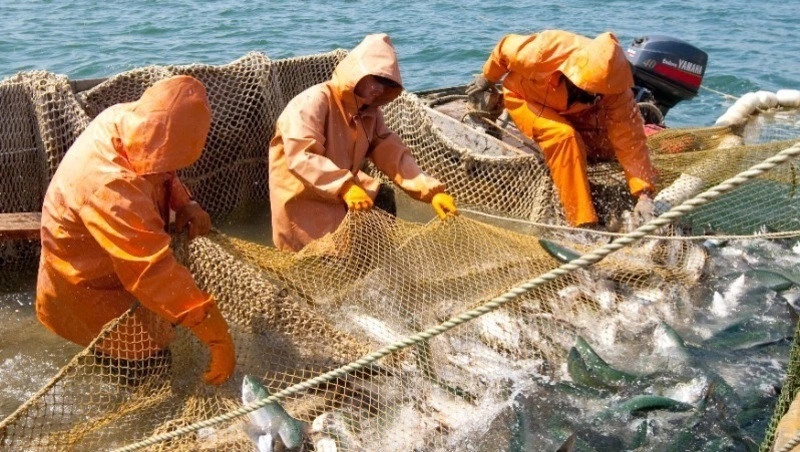 Новые РУЗы для горбуши установят на двух реках Сахалинской области