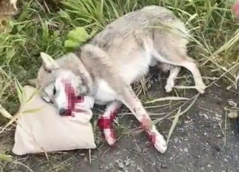 Гордость берет: жители Невельска поблагодарили своего мэра за транспорт для покалеченной собаки