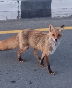 Худую лису с грустными глазами встретили жители Сахалина по дороге на «Горный воздух»