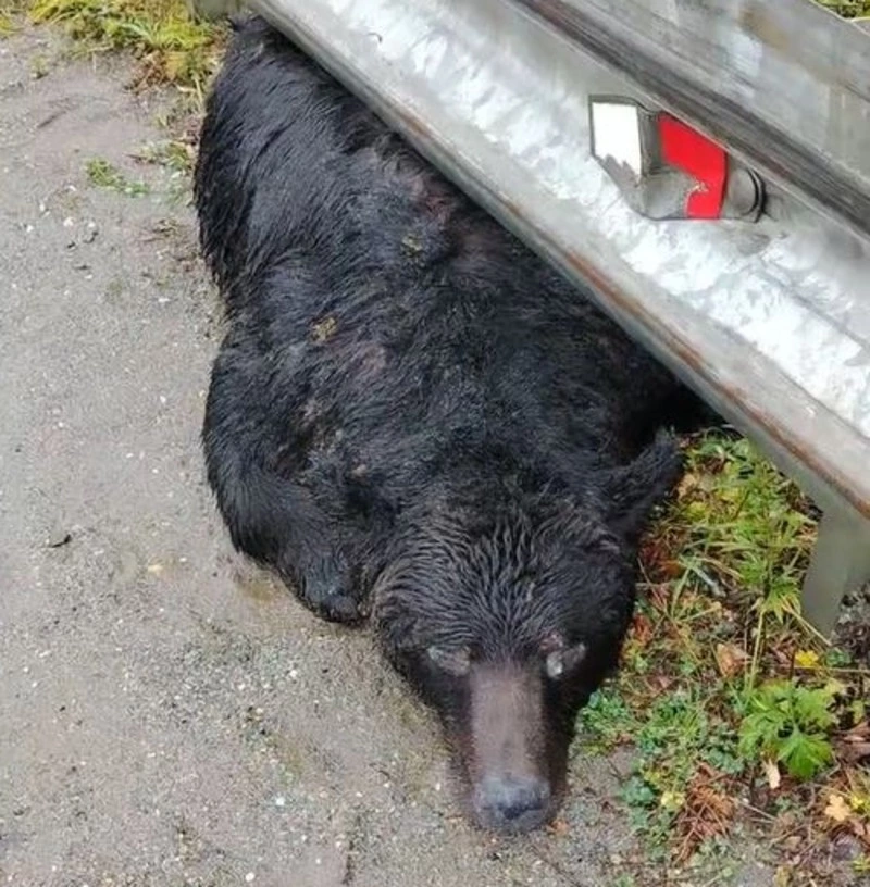 Мертвого медведя нашли у дороги в Долинском районе