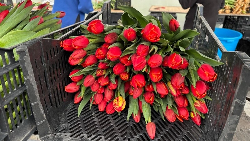 От луковицы до букета: закулисье производства тюльпанов к 8 Марта показали в Южно-Сахалинске