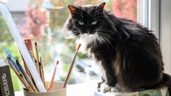 Театральная кошка Муся из Чехов-центра ищет новый дом на летние каникулы