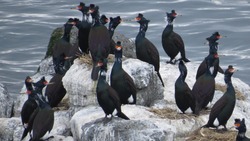 Видеофакт: компания редких птиц обосновалась на побережье Курил      