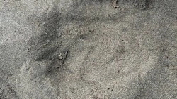 Следы медведя обнаружили на берегу моря в Углегорском районе