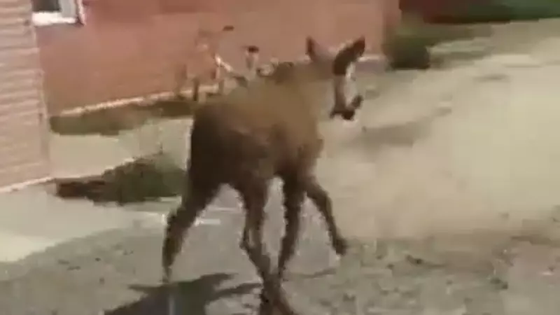 Сахалинцы встретили растерянного лосенка возле магазина