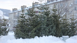Откажись от новогодней елки: спасти деревья предлагают жителям Сахалина
