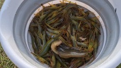 Поездка за чилимом на Буссе обернулась судом для двоих жителей Корсакова