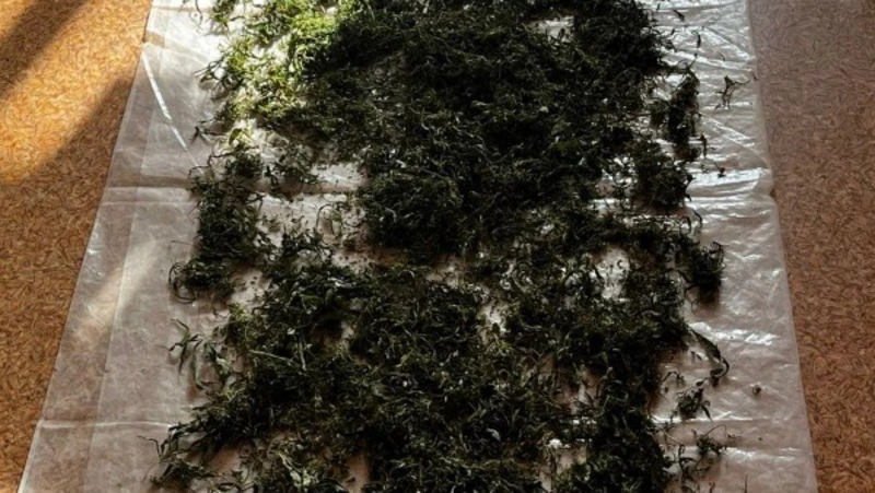 Полиция пресекла незаконное хранение наркотиков в Поронайске