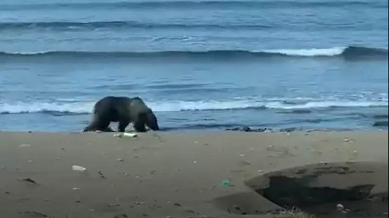 Медведь с серебристым пятном прогулялся на Курилах в паре метров от людей