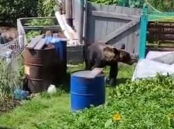 Курильчане встретили на своем огороде медведя: ВИДЕО