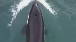 «Как я ждал этой встречи!»: сахалинский блогер опубликовал невероятные кадры с косатками