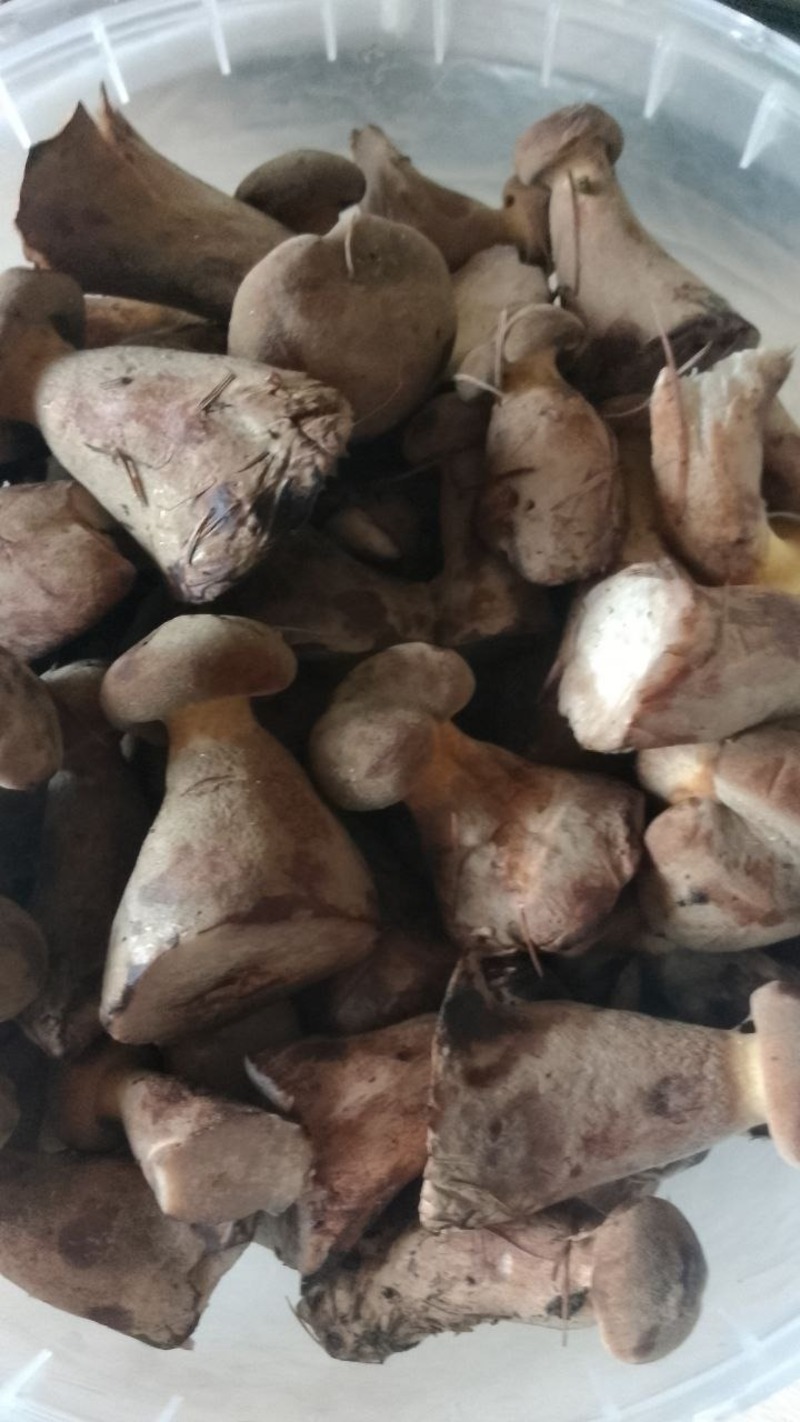 Грибы ведрами начали продавать в Углегорском районе 