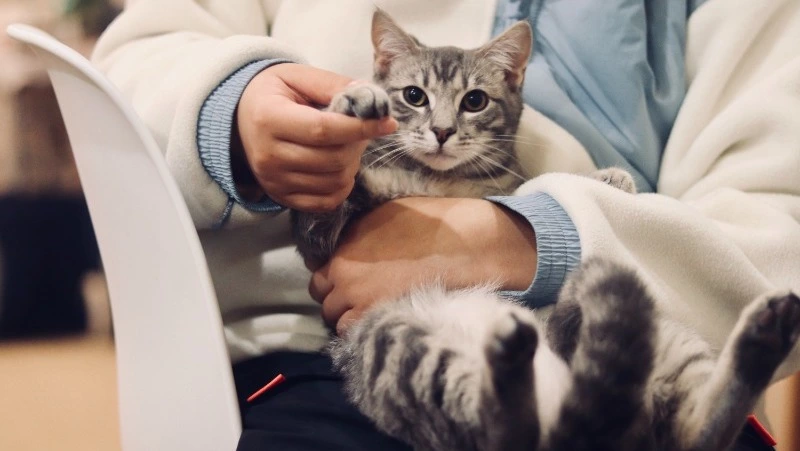 Животные в России остались без обезболивающих из-за санкций