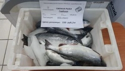 Свежую горбушу и камбалу дешево продают на Сахалине 24 августа: список адресов