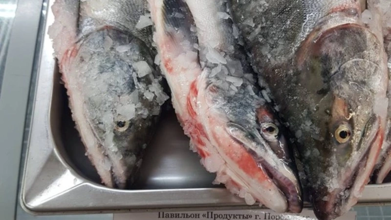 Горбушу по 95 рублей за килограмм привезли в Поронайск 29 августа