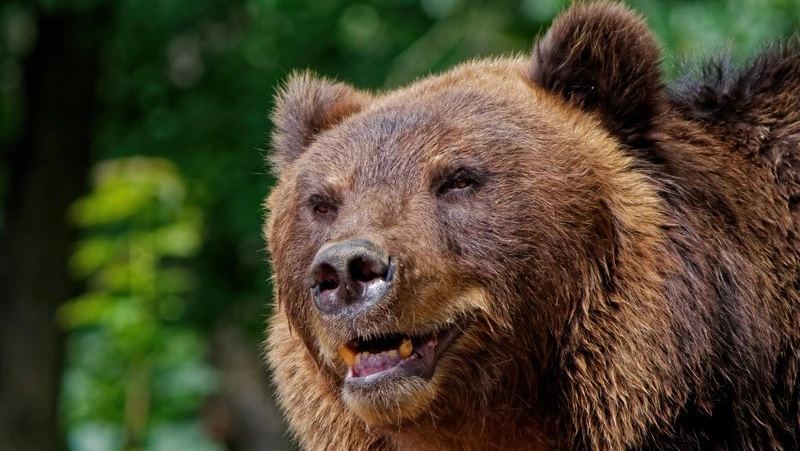 Туристы встретили медведицу с детенышем у Чертова моста на Сахалине