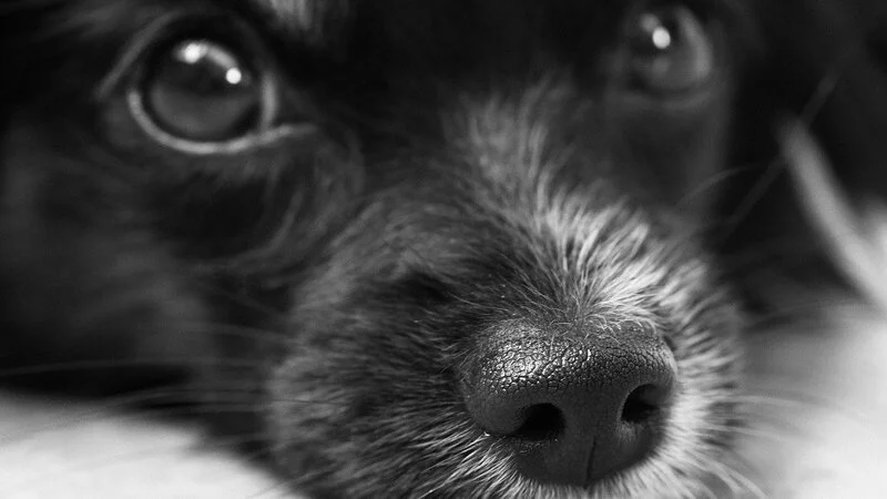 Пользователи соцсетей подозревают водителя сахалинской маршрутки в убийстве щенка