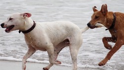 В Госдуме предложили штрафовать владельцев собак за самовыгул питомцев