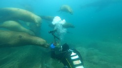 «Покусывали за голову»: сахалинские дайверы поплавали с сивучами