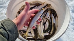 Рыбаки Сахалина похвастались уловом корюшки в выходные дни января