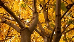 Небольшой ветер и до +23 градусов ждет жителей Сахалина и Курил 24 сентября