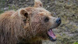 Смертельное ДТП, медведи-агрессоры и архивное кино: новости выходных в Сахалинской области