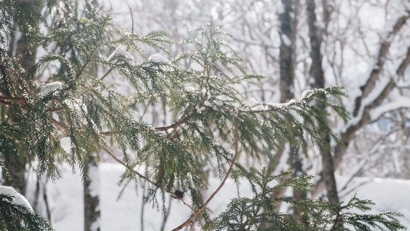 Снег и потепление ожидают в Южно-Сахалинске 30 декабря