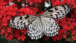 Ученые охотятся за сверхредкой бабочкой, обитающей на Сахалине