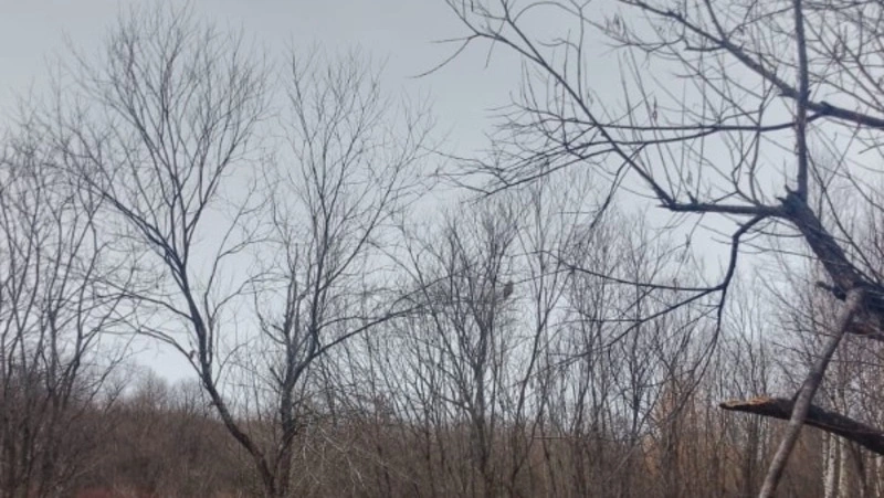 Птенца длиннохвостой неясыти после месячного лечения выпустили на волю на Сахалине