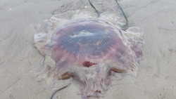 Огромных красных медуз выбросило на берег моря в Анивском районе 23 апреля