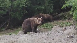 Туристы сняли на видео медвежий бой на Итурупе
