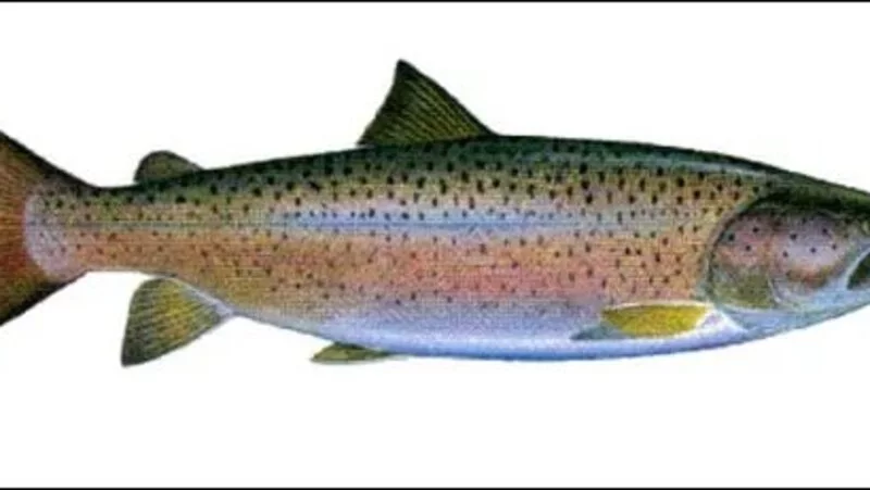 Предок лососей