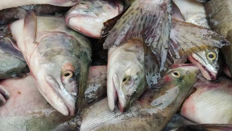 Период лососевой путины на Сахалине и Курилах завершен, всего рыбаки добыли 13 тысяч тонн лосося