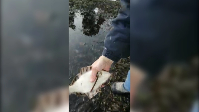 Сахалинцы по пути домой с работы насобирали в траве камбалу и морского ежа