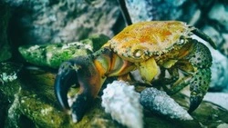 ФСБ задержала четырех человек за незаконную ловлю краба на Сахалине