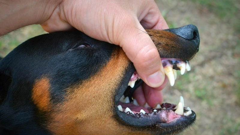 Более 20 бродячих собак отловили на улицах Южно-Сахалинска за неделю